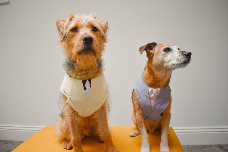 Dog Suit Harness Sewing Pattern Size Large Dog Tuxedo DIY Etsy