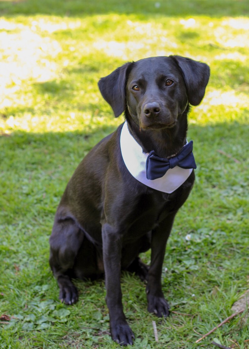 Dog Wedding Attire Dog Bow Tie. Dog Wedding Bandana Dog Etsy UK