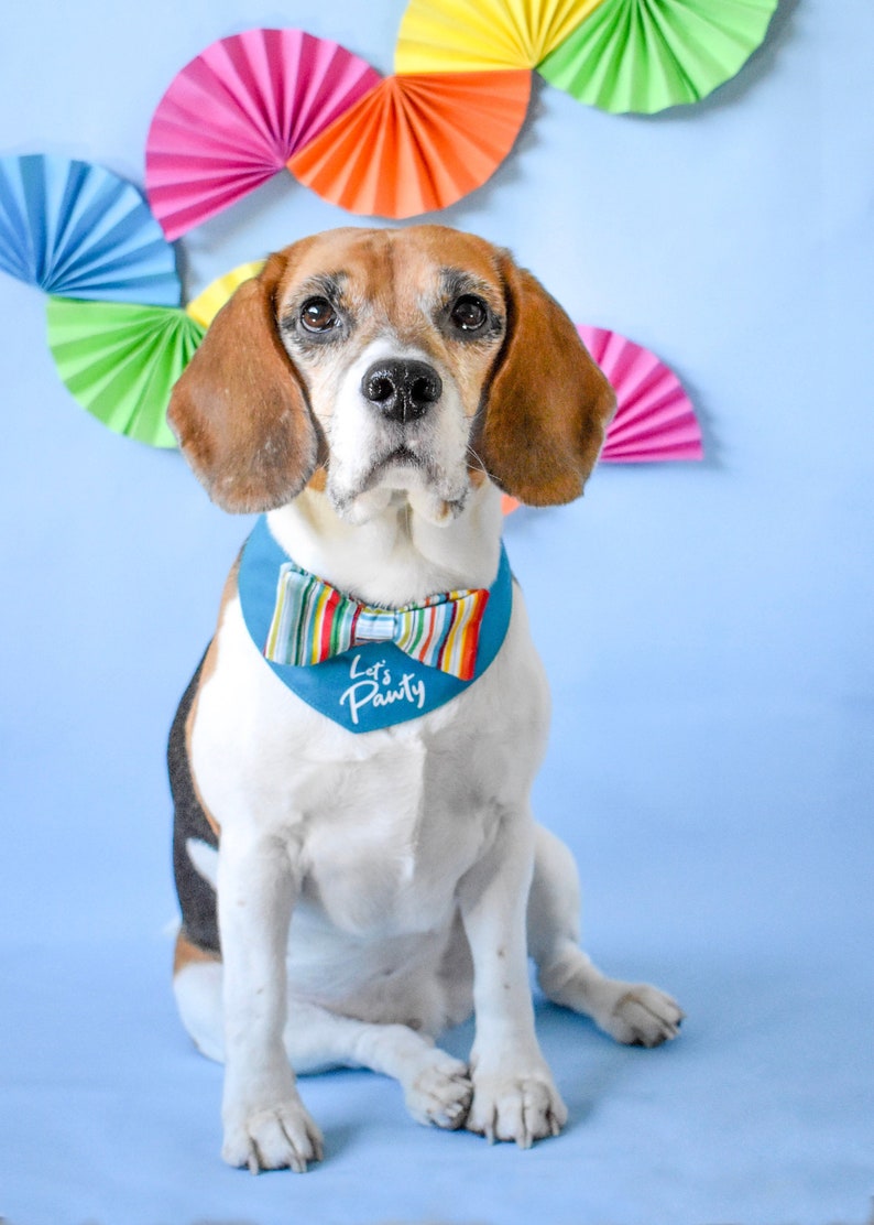 Dog Birthday Party Dress