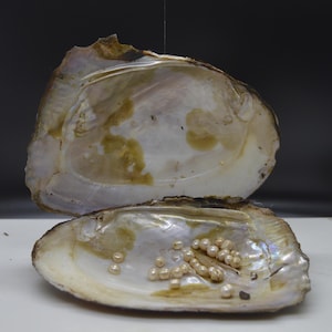 Monster Oyster - Opened with Minimum Pearls