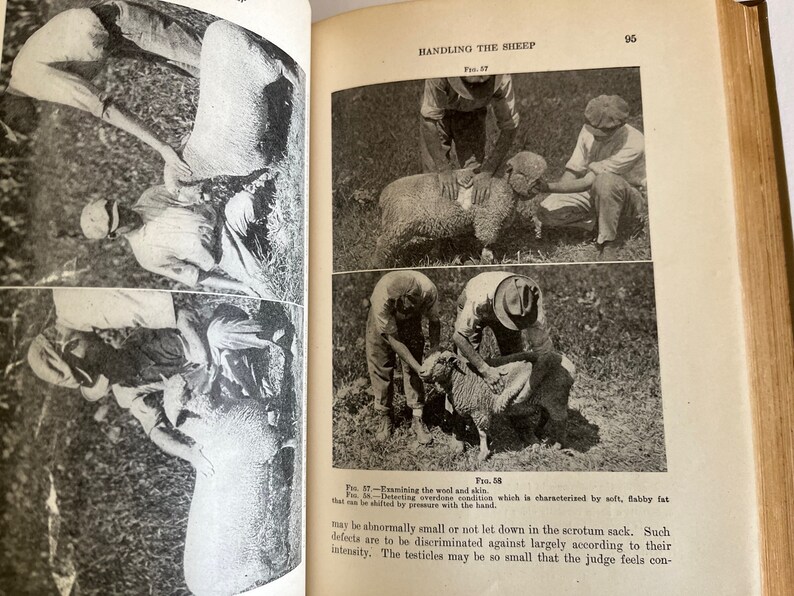 1918 SHEEP HUSBANDRY Lippincott's Farm Manuals Productive Sheep Husbandry by W.C. Coffey First
