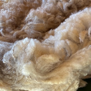 May include: A large pile of raw, unwashed sheep wool featuring a dense, curly texture. The fibers are a mix of off-white, cream, and light beige tones, showing natural variations in color and thickness throughout the tangled, soft mass.