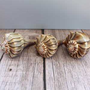 Könnte beinhalten: Drei Muscheln mit Spiralmustern und verschiedenen Braun- und Beigetönen liegen auf einer Holzoberfläche. Die Muscheln haben eine strukturierte Oberfläche und sind in einer Reihe angeordnet.