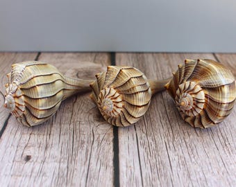 Florida bliksempuist schelpen set - kustdecor, display voor verzamelaars