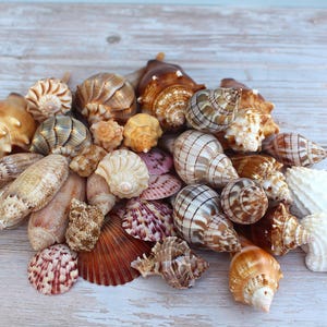 May include: A collection of various seashells in shades of brown, tan, white, and pink. The shells vary in size and shape, with spiral and fan-like forms. The arrangement is on a light-colored wooden surface.