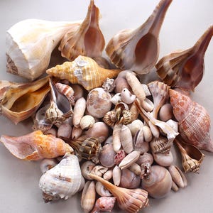 May include: A collection of various seashells in shades of tan, brown, cream, and orange. The assortment includes large spiral conch shells, smaller pointed shells, and rounded bivalves, all clustered together in a dense, mixed pile.