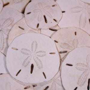 Puede incluir: Primer plano de una colección de dólares de arena. Los dólares de arena son de color blanquecino, con un patrón en forma de estrella en el centro y pequeños agujeros alrededor de los bordes. La imagen está bien iluminada, resaltando la textura y los detalles.