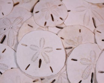 Florida Sand Dollars - Bastelbedarf - Strand Hochzeit Gastgeschenke - Hochzeitsdeko - Muschel - Geschenk