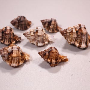 May include: Seven small seashells with a textured, ridged surface. The shells are primarily brown with white and tan accents. They are arranged on a light-colored surface, showcasing their natural beauty.