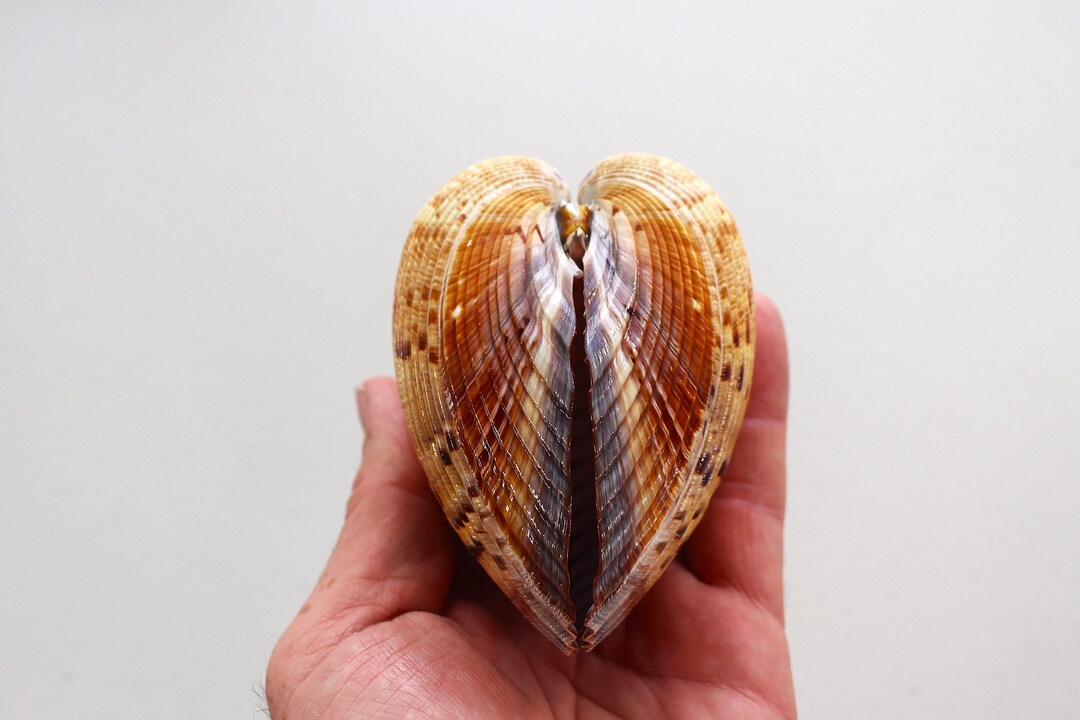Florida Large Hinged Cockle Shell – Heart Shaped Shell, Gulf Coast ...