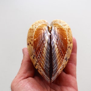 May include: A large, open seashell with a heart-like shape. The shell features a mix of brown, tan, and white colours with a ribbed texture. The interior has a dark, almost purple hue. The shell is held in a hand.