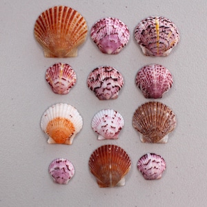 May include: An assortment of seashells in various sizes and colors. The shells range from light pink and white to deep orange and brown. Some shells have intricate patterns and textures, while others are smooth.