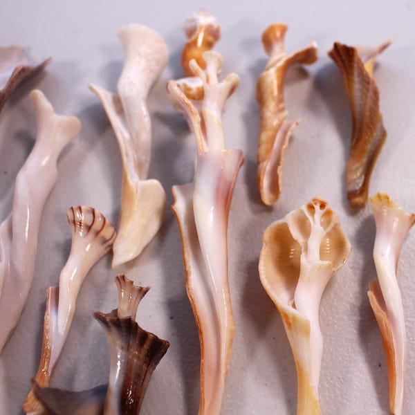 Florida Seashell “Twisties” – 20 Shell Pieces for Crafts, Spiral Shell Fragments from the Gulf Coast