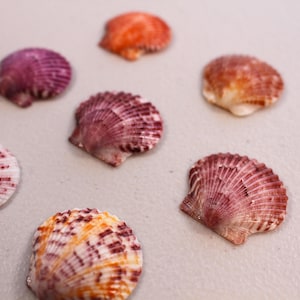 May include: A collection of colorful seashells in shades of purple, orange, and pink. The shells are arranged on a light-colored surface, showcasing their intricate textures and natural beauty. Ideal for coastal decor or craft projects.