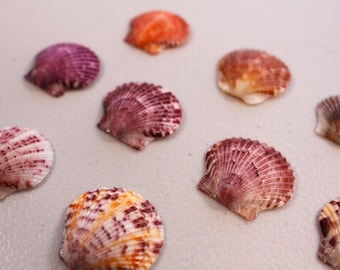 May include: A collection of colorful seashells in shades of purple, orange, and pink. The shells are arranged on a light-colored surface, showcasing their intricate textures and natural beauty. Ideal for coastal decor or craft projects.