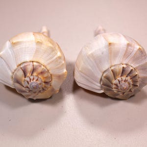 May include: Two seashells with spiral patterns. The shells are off-white with tan and brown accents. The shells are positioned side by side, showcasing their intricate details and natural beauty. The image is well-lit, highlighting the textures.