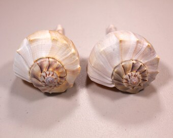 Florida Lightning Wulk Shells – paar 6,5" schelpen, kustdecor of verzamelaarsdisplay