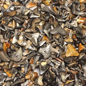 May include: A close-up view of a pile of shark teeth. The teeth vary in color from light tan to dark gray and black, with some having a glossy sheen. The teeth are of various sizes and shapes, creating a textured and natural appearance.