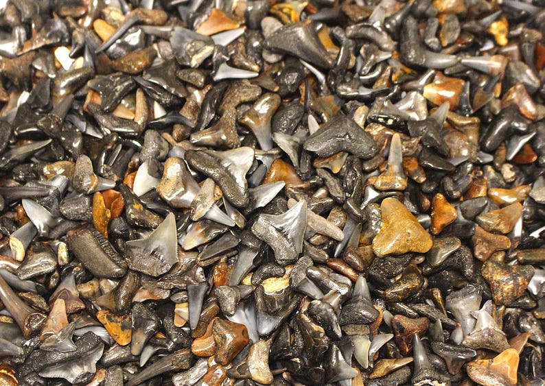 May include: A close-up view of a pile of shark teeth. The teeth vary in color from light tan to dark gray and black, with some having a glossy sheen. The teeth are of various sizes and shapes, creating a textured and natural appearance.