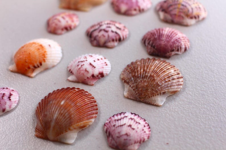 Orange Ribbed Shells Florida Scallop Shells – Set of 12, Gulf Coast Varieties, Wedding ...