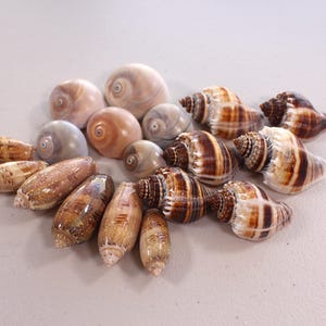 Puede incluir: Una colección de conchas marinas de diversas formas y tamaños. Las conchas muestran una gama de colores, incluyendo tonos beige, marrón y blanco, algunas con patrones rayados. La disposición incluye formas espirales y de caracola, creando un tema costero natural.