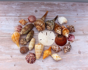 May include: A collection of various seashells in shades of brown, orange, white, and pink, including conch shells, scallops, and a sand dollar. The shells are arranged on a light-colored wooden surface.
