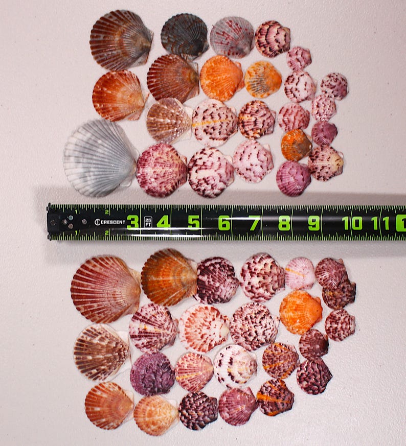 Shell Ruler Florida Scallop Shells – Vibrant Bulk Sets, Gulf Coast Varieties ...