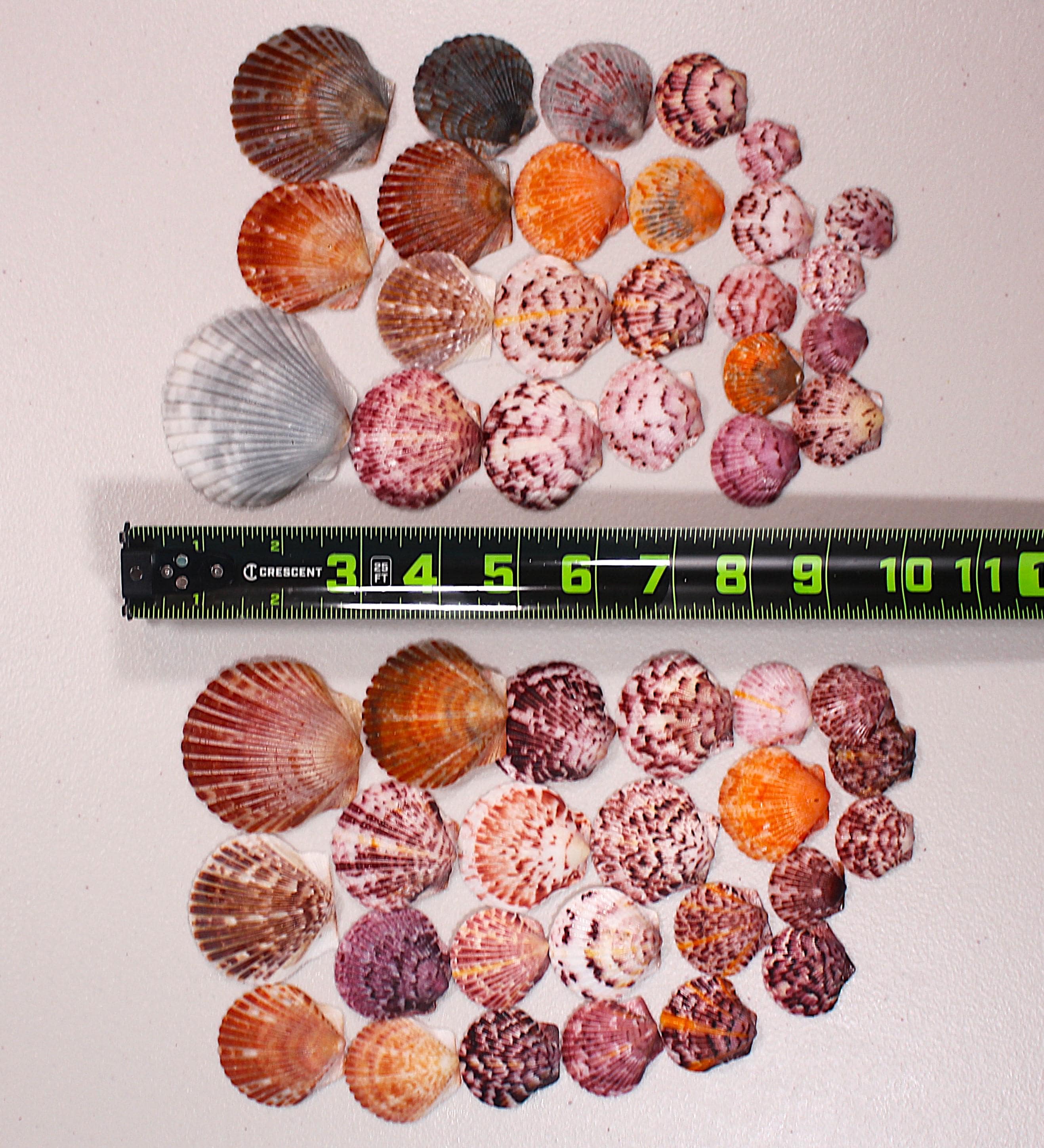 Florida Scallop Shells – Vibrant Bulk Sets, Gulf Coast Varieties ...