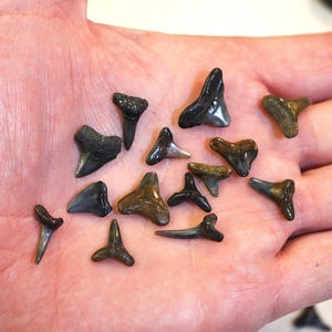 May include: A collection of fossilized shark teeth in various shapes and sizes, displayed in a person's open hand. The teeth range in color from black to brown and tan, with visible textures and details.