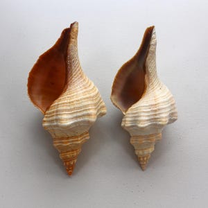 Florida Horse Conch Shells – Pair of 9" Large Seashells, Collector Display