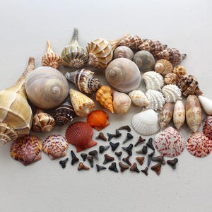 May include: A collection of various seashells and shark teeth. The shells vary in size, shape, and color, including tan, brown, orange, and white. Some shells are spiral-shaped, while others are fan-shaped. Shark teeth are small and triangular, in shades of black and brown.