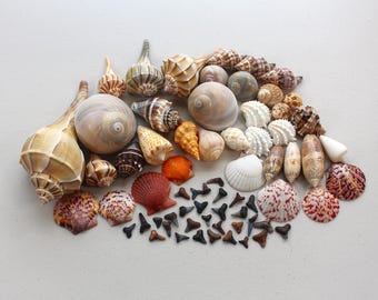 Florida Shark Teeth & Seashell Mix – Gulf Coast Fossil Teeth and Shell Collection