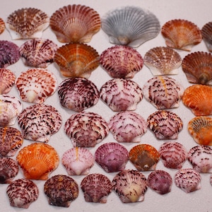 Puede incluir: Una colección de conchas marinas variadas en tonos naranja, morado, blanco y marrón. Las conchas están dispuestas sobre una superficie blanca, mostrando sus formas y texturas únicas. El surtido incluye conchas de vieira y otros tipos.