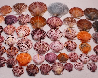 May include: A collection of various seashells in shades of orange, purple, white, and brown. The shells are arranged on a white surface, showcasing their unique shapes and textures. The assortment includes scallop shells and other types.