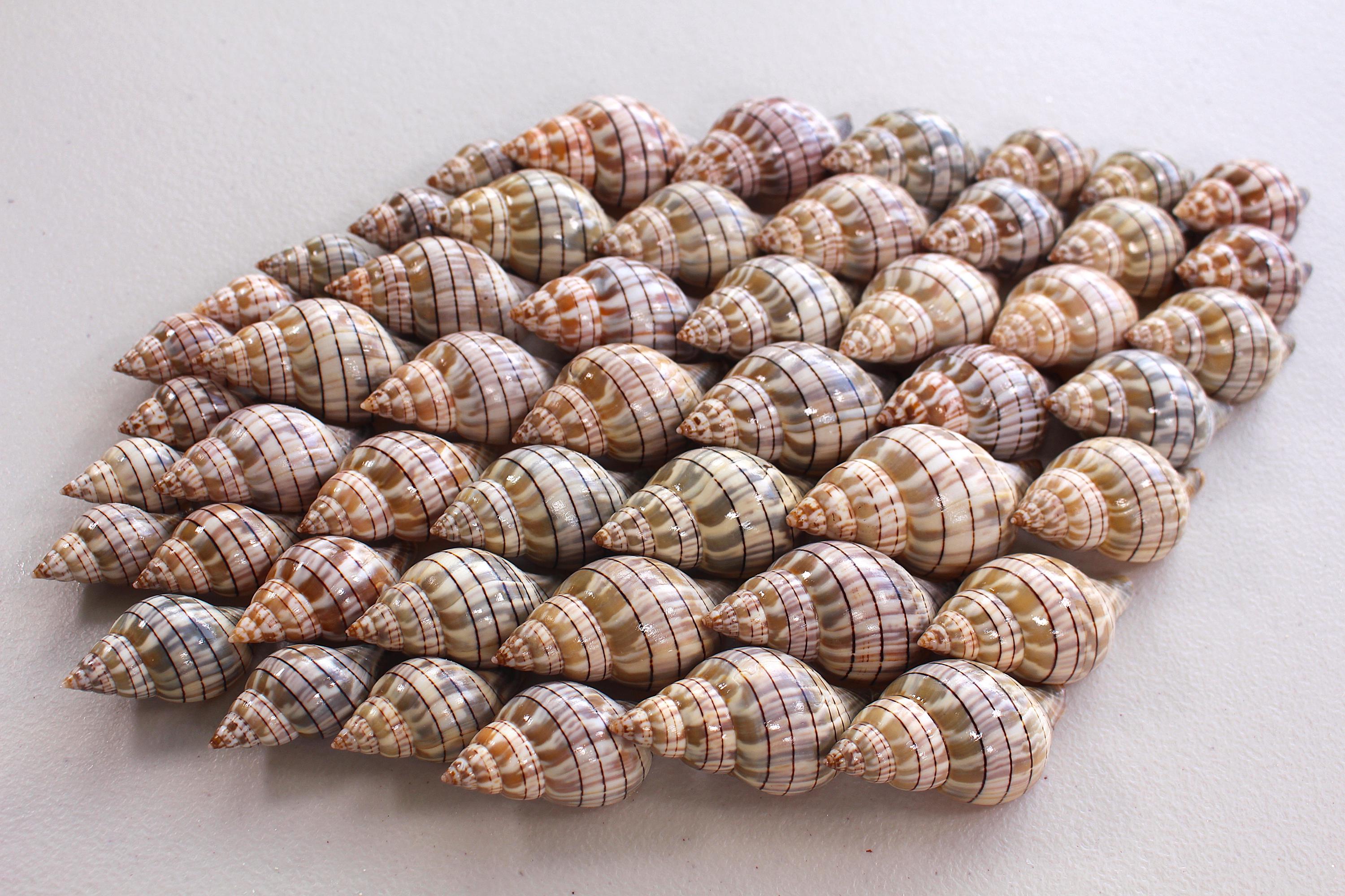 Banded Tulip Seashells: Lot of 30 Shells - Etsy