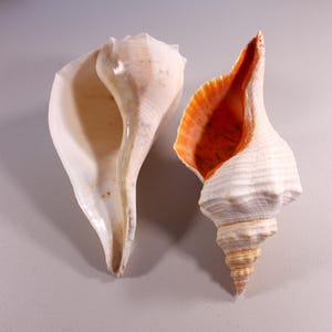 May include: Two seashells are displayed. One is a large, off-white conch shell with a smooth exterior. The other is a spiral-shaped shell with a white exterior and a vibrant orange interior. The shells are natural and have a textured appearance.