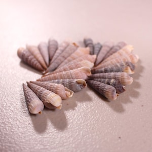 May include: A collection of small, cone-shaped seashells in shades of tan, pink, and gray, arranged in a fan-like pattern. The shells have a textured surface and are displayed on a light-colored background, evoking a beachy or coastal theme.