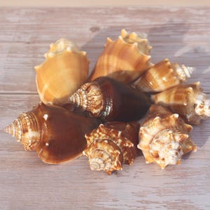 Könnte beinhalten: Eine Sammlung verschiedener Muscheln in Braun- und Beigetönen, mit Spiral- und strukturierten Mustern. Die Muscheln sind auf einer hellen Holzoberfläche angeordnet und erzeugen ein natürliches Küstenmotiv.