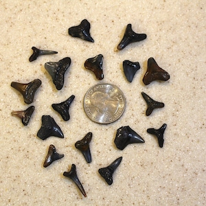 May include: A collection of fossilized shark teeth in various shades of brown and black, arranged around a US quarter coin. The teeth vary in size and shape, with some appearing more triangular and others more elongated.