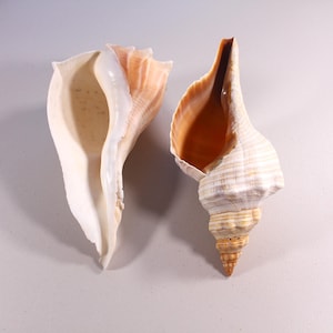 May include: Two seashells with a natural, organic aesthetic. One is a large, cream-colored conch shell with a wide opening. The other is a spiral-shaped shell with a light brown and cream color. Both shells have a smooth, polished appearance.