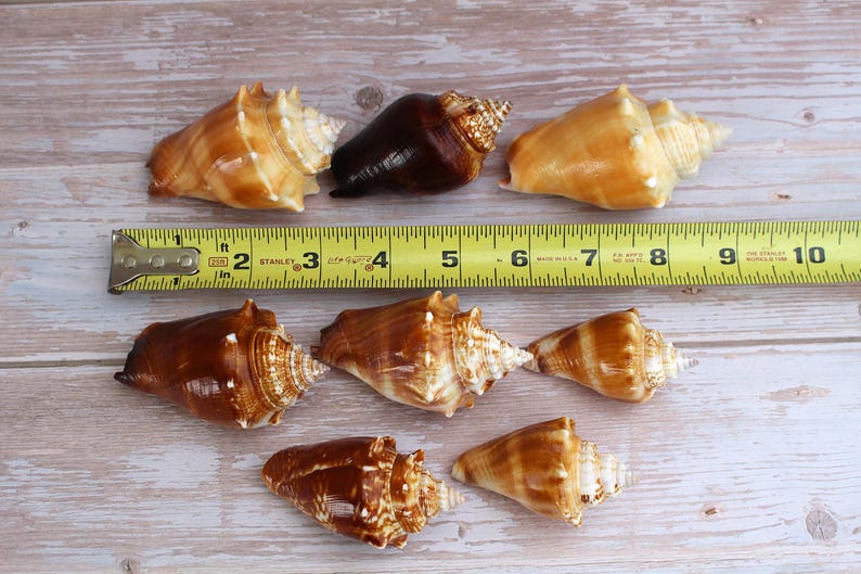 Conch Shell Set Florida Fighting Conch Seashells (set of 10/20) - Etsy
