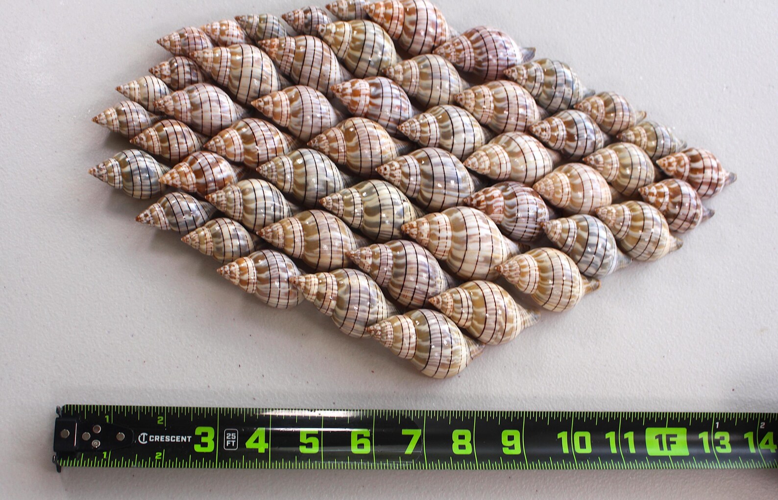 Banded Tulip Seashells: Lot of 30 Shells - Etsy
