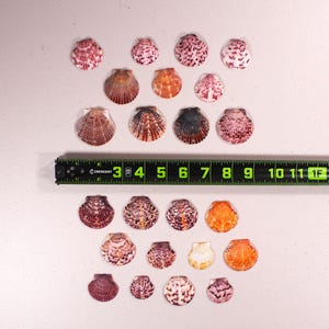 以下が含まれることがあります： ピンク、オレンジ、茶色など様々な色の貝殻が明るい面に並んでいます。黒と緑のメジャーが近くに置かれており、約30cmの測定値を示しています。