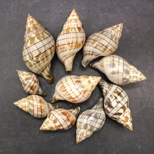 May include: A collection of spiral-shaped seashells with a cream and brown checkered pattern. The shells vary in size and are arranged on a dark gray surface, showcasing their natural textures and colors.