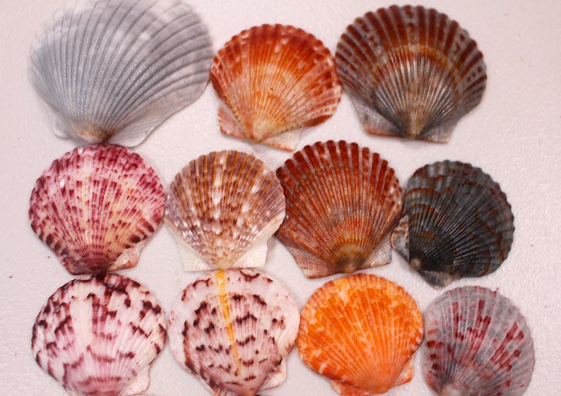 Orange Ribbed Shells Florida Scallop Shells – Vibrant Bulk Sets, Gulf Coast Varieties ...