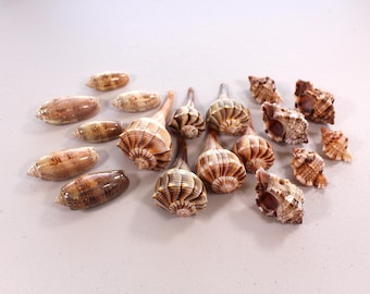 Florida Seashell 6 Pack – St Pete's Collection: Apple Murex/Olives/Lightning Whelks