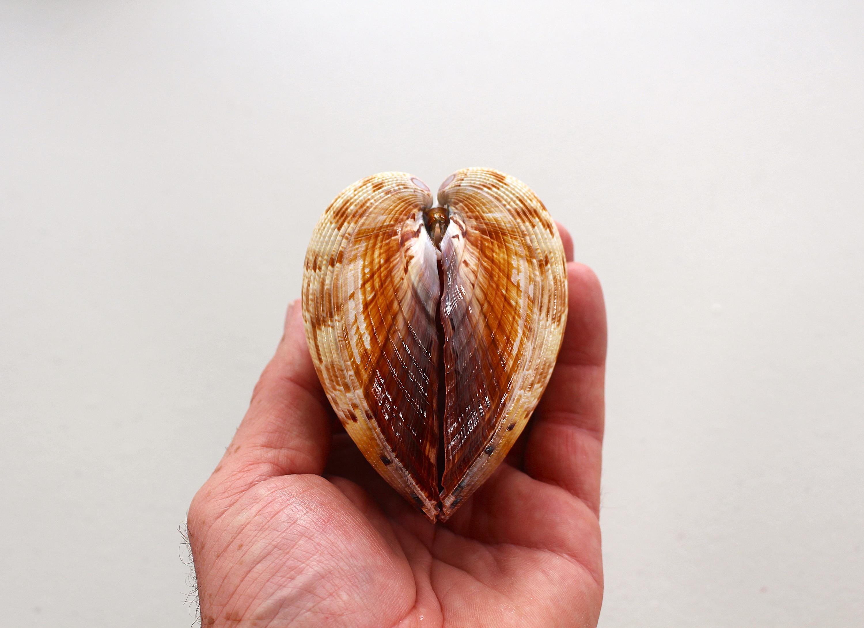 Florida Large Hinged Cockle Shell – Heart Shaped Shell, Gulf Coast ...