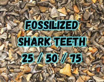 Fossilized Shark Teeth from Venice, FL (25/50/75)