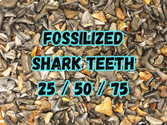 Fossilized Shark Teeth from Venice, FL (25/50/75)