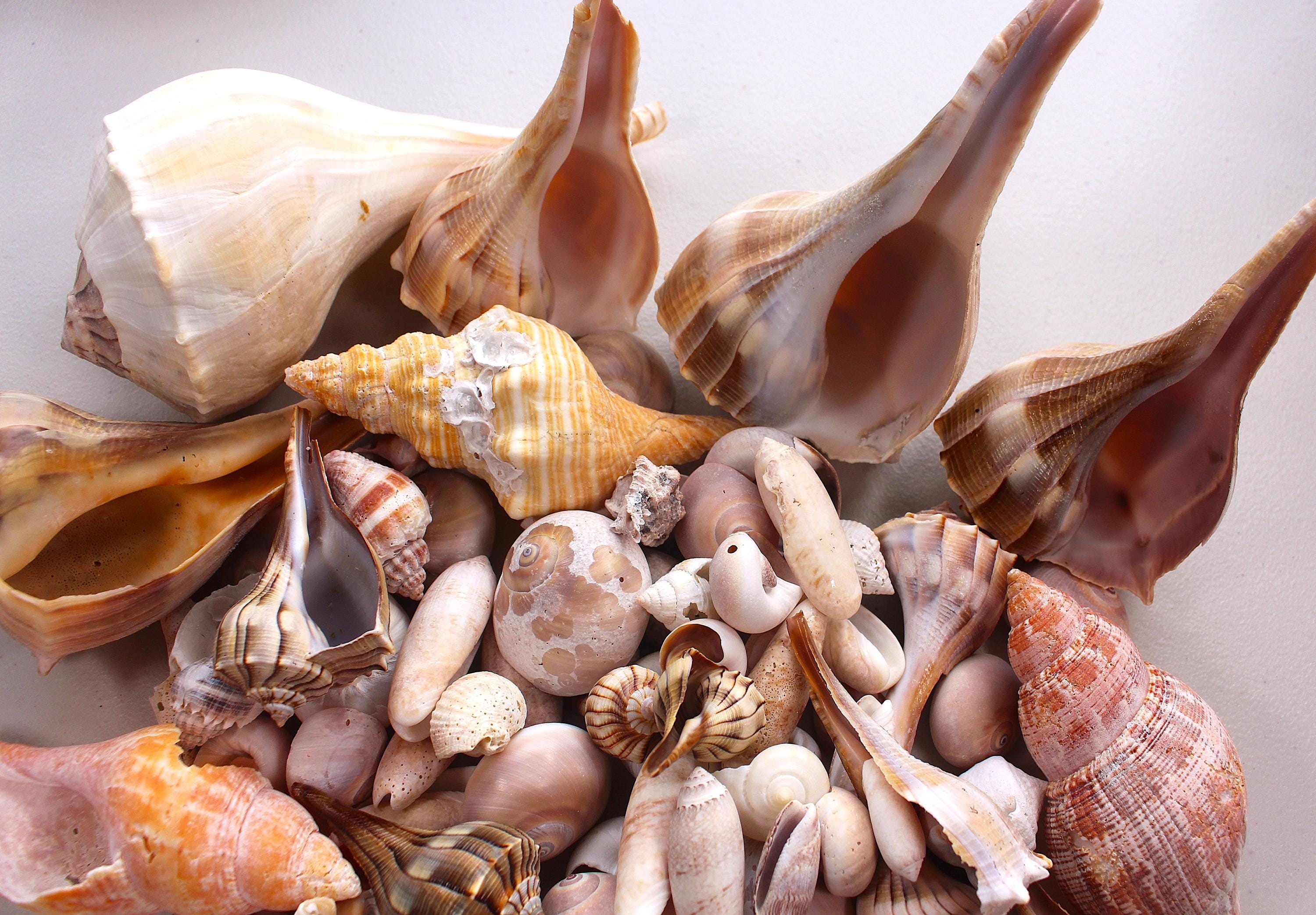 Florida Gulf Coast Seashell Mix – Assorted 1 Lb Bulk Craft Shells ...